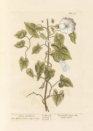 Wisteria of the hedges - Elizabeth Blackwell — artwork view