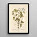 Wisteria of the hedges - Elizabeth Blackwell — framed artwork on a wall