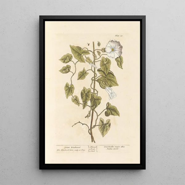 Wisteria of the hedges - Elizabeth Blackwell — framed artwork on a wall
