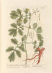 Grande chélidoine ou pavot cornu - Elizabeth Blackwell — artwork view