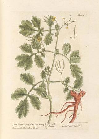 Grande chélidoine ou pavot cornu - Elizabeth Blackwell — artwork view