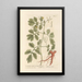 Grande chélidoine ou pavot cornu - Elizabeth Blackwell — framed artwork on a wall