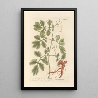 Grande chélidoine ou pavot cornu - Elizabeth Blackwell — framed artwork on a wall
