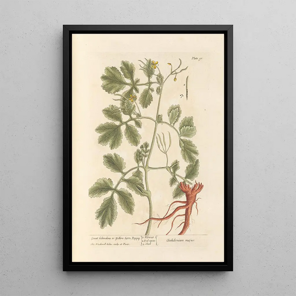 Grande chélidoine ou pavot cornu - Elizabeth Blackwell — framed artwork on a wall