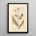 Large Centaurée Painting - Elizabeth Blackwell — framed artwork on a wall