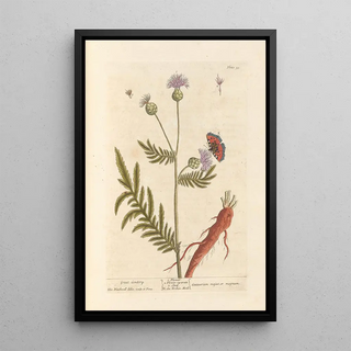 Large Centaurée Painting - Elizabeth Blackwell — framed artwork on a wall