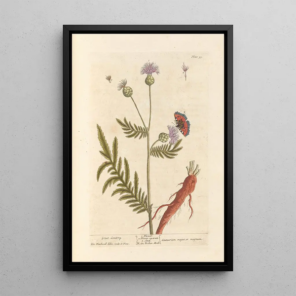 Large Centaurée Painting - Elizabeth Blackwell — framed artwork on a wall