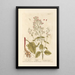 Scrofula knotweed - Elizabeth Blackwell — framed artwork on a wall