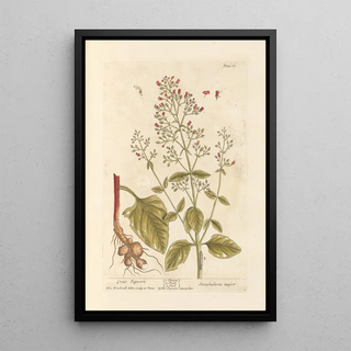 Scrofula knotweed - Elizabeth Blackwell — framed artwork on a wall