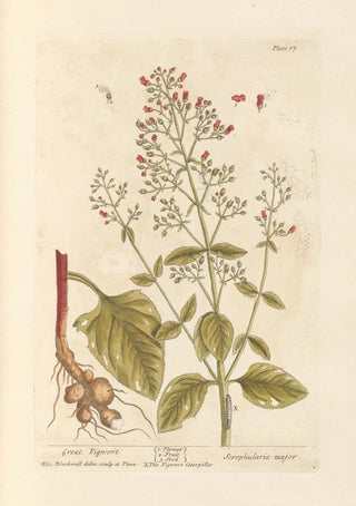 Scrofula knotweed - Elizabeth Blackwell — artwork view