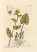 Aconite wolf-killer or leopard's bane - Elizabeth Blackwell — artwork view