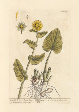Elizabeth Blackwell - Great woolfsbane or leopardsbane.webp