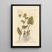 Aconite wolf-killer or leopard's bane - Elizabeth Blackwell — framed artwork on a wall