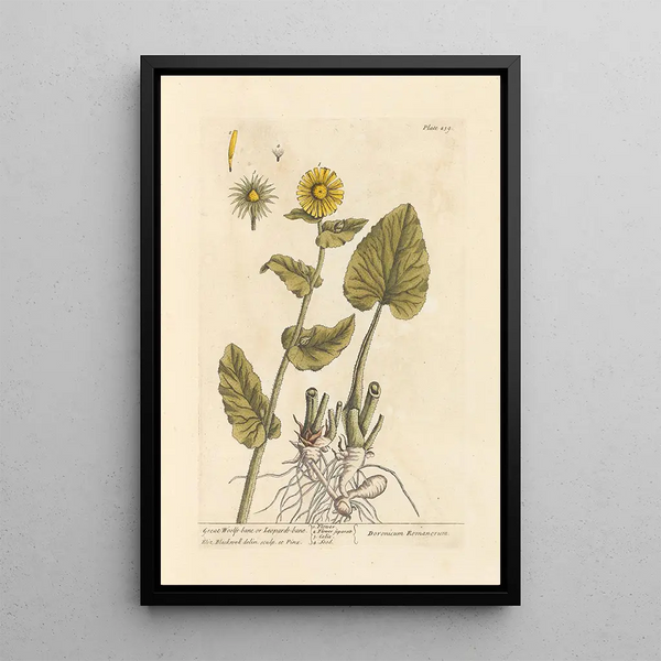 Aconite wolf-killer or leopard's bane - Elizabeth Blackwell — framed artwork on a wall