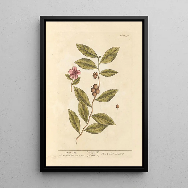 Green Tea Painting - Elizabeth Blackwell — framed artwork on a wall
