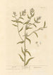 Grémil - Elizabeth Blackwell — artwork view