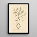 Grémil - Elizabeth Blackwell — framed artwork on a wall