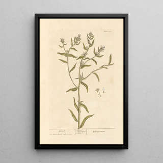 Grémil - Elizabeth Blackwell — framed artwork on a wall