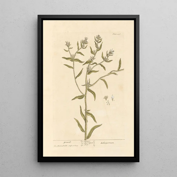 Grémil - Elizabeth Blackwell — framed artwork on a wall