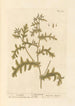 Senecio - Elizabeth Blackwell — artwork view