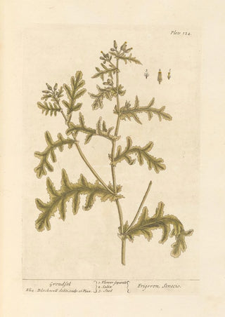 Senecio - Elizabeth Blackwell — artwork view