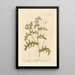 Senecio - Elizabeth Blackwell — framed artwork on a wall