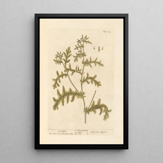 Senecio - Elizabeth Blackwell — framed artwork on a wall