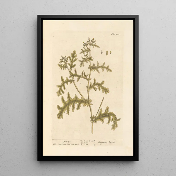 Senecio - Elizabeth Blackwell — framed artwork on a wall