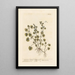 Ground Ivy or Glechoma - Elizabeth Blackwell — framed artwork on a wall