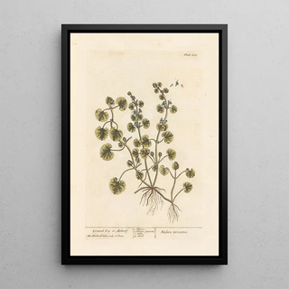 Ground Ivy or Glechoma - Elizabeth Blackwell — framed artwork on a wall