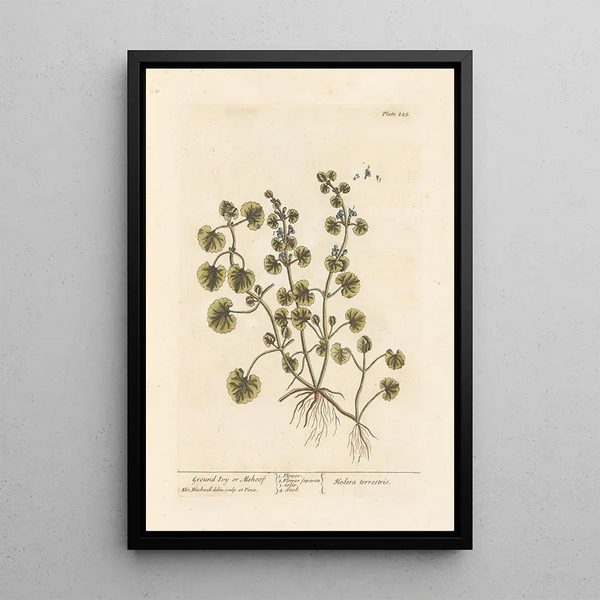 Ground Ivy or Glechoma - Elizabeth Blackwell — framed artwork on a wall