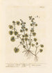 Ground Ivy or Glechoma - Elizabeth Blackwell — artwork view