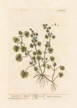 Ground Ivy or Glechoma - Elizabeth Blackwell — artwork view