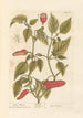 Pepper of Guinea - Elizabeth Blackwell — artwork view