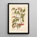 Pepper of Guinea - Elizabeth Blackwell — framed artwork on a wall