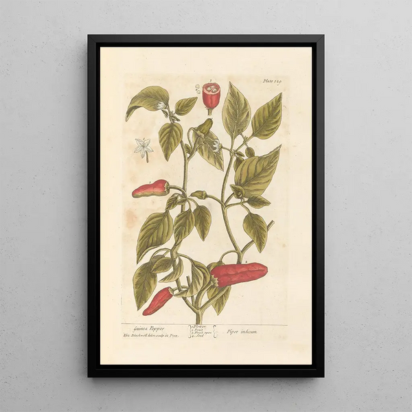 Pepper of Guinea - Elizabeth Blackwell — framed artwork on a wall