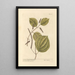 Pepper long by Hans Sloane - Elizabeth Blackwell — framed artwork on a wall