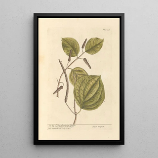 Pepper long by Hans Sloane - Elizabeth Blackwell — framed artwork on a wall