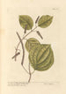 Pepper long by Hans Sloane - Elizabeth Blackwell — artwork view