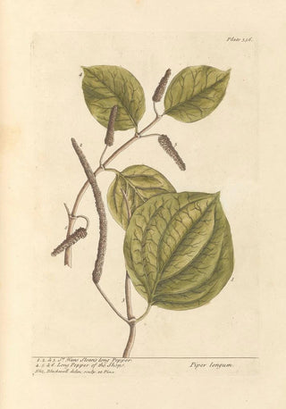 Pepper long by Hans Sloane - Elizabeth Blackwell — artwork view