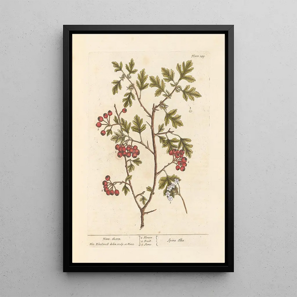 Hawthorn - Elizabeth Blackwell — framed artwork on a wall
