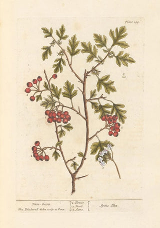 Elizabeth Blackwell - Hanthorn.webp