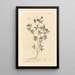 Pied de lièvre - Elizabeth Blackwell — framed artwork on a wall