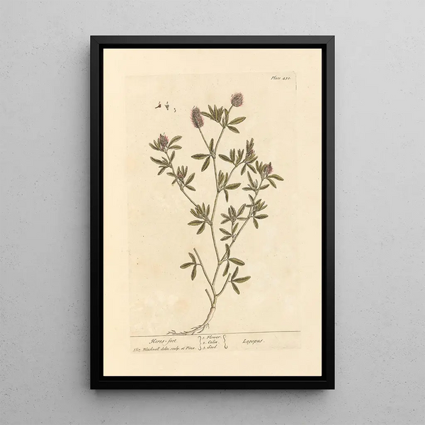 Pied de lièvre - Elizabeth Blackwell — framed artwork on a wall
