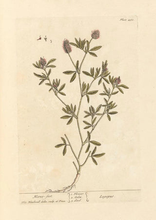 Pied de lièvre - Elizabeth Blackwell — artwork view