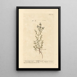 Mint Pouliot Painting - Elizabeth Blackwell — framed artwork on a wall