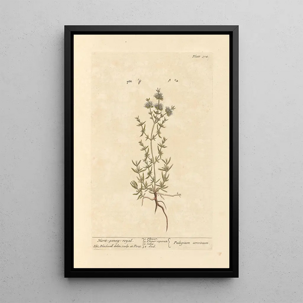 Mint Pouliot Painting - Elizabeth Blackwell — framed artwork on a wall