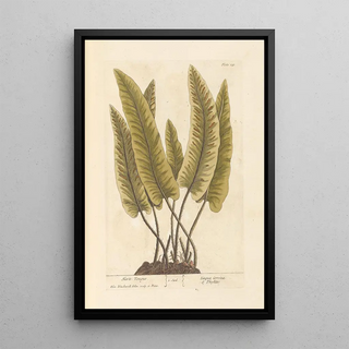 Scolopendre - Elizabeth Blackwell — framed artwork on a wall