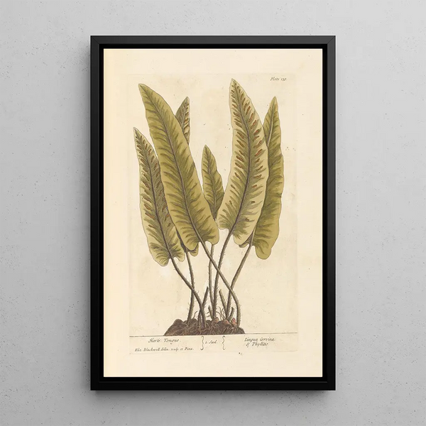 Scolopendre - Elizabeth Blackwell — framed artwork on a wall
