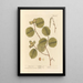 Noisette - Elizabeth Blackwell — framed artwork on a wall